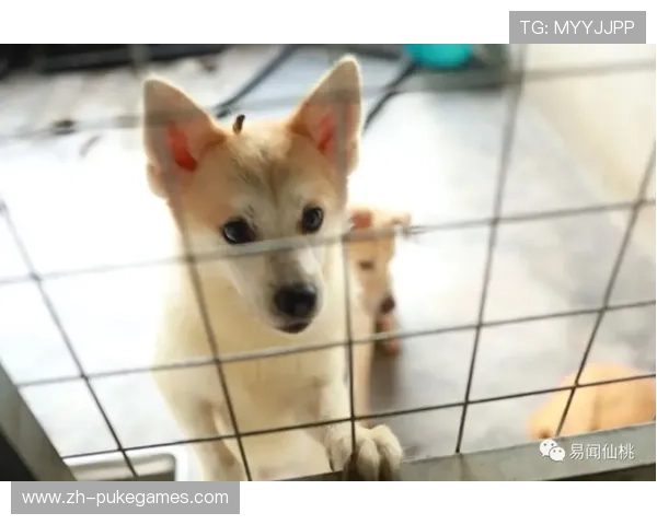 球员宠物狗带入训练基地，莱斯特城纪律问题引关注